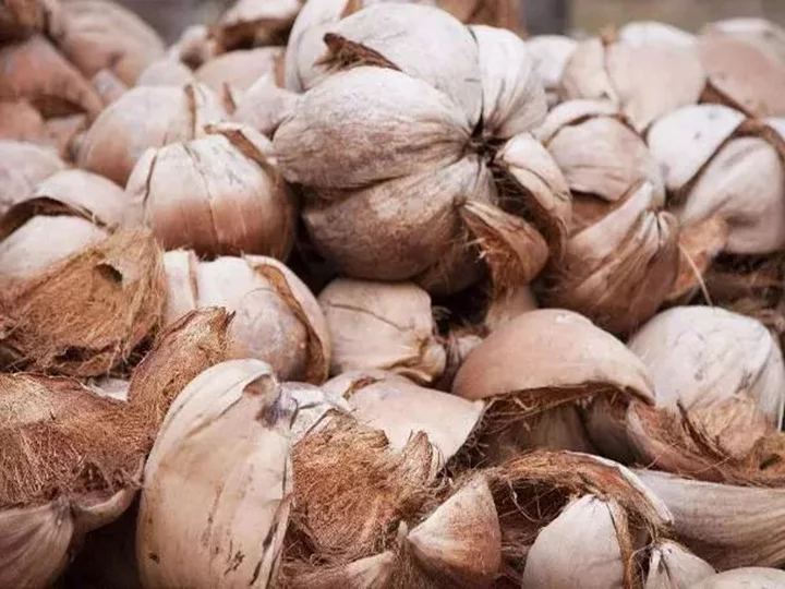 coquilles de noix de coco pour la production de charbon de bois