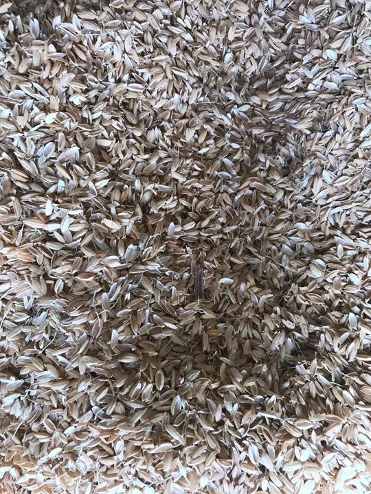 cascas de arroz
